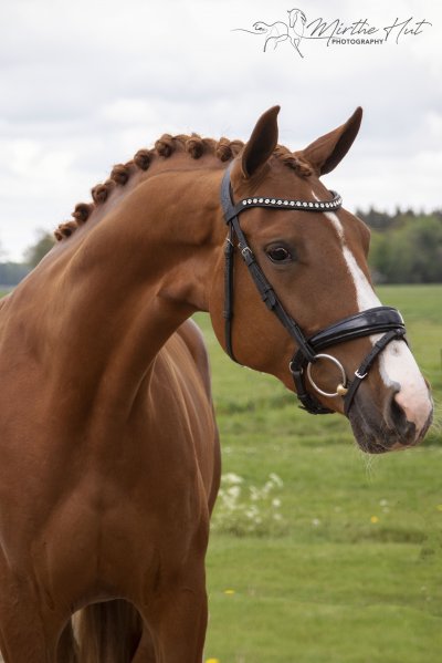 Merengue V E R K O C H T