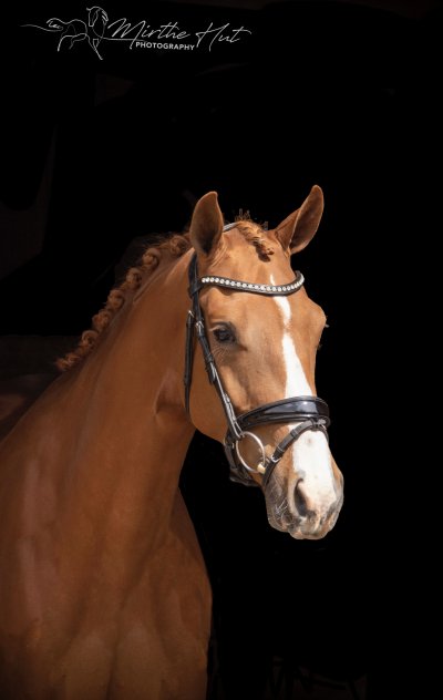 Merengue V E R K O C H T