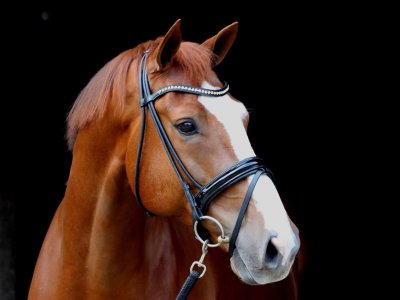 Gavaristo en Margot Groninger Kampioen ZZLicht