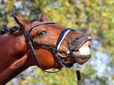 His Wish mooie eerste prijs in Beilen