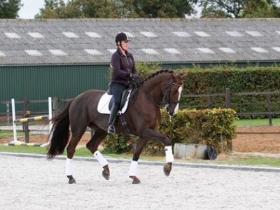 Margot en Zeppo en Gavaristo naar Ossencompetitie