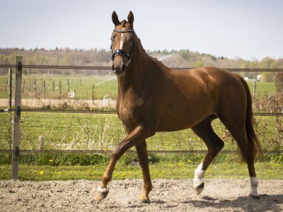 Vijf paarden afgelopen maand onze stallen verlaten