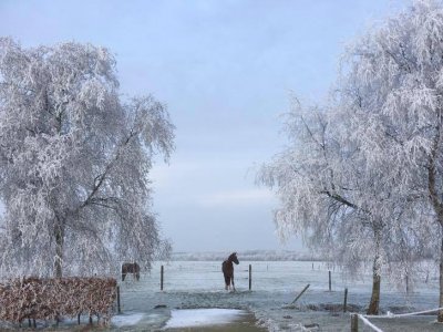 Wintersplaatje op De Haarhof